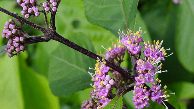 Callicarpa 'profusion' - krásnoplod k1l - 4251539 Callicarpa 'Profusion' 01