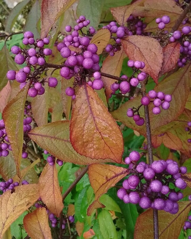 Callicarpa 'profusion' - krásnoplod k1l - 4251539 Callicarpa 'Profusion' 02