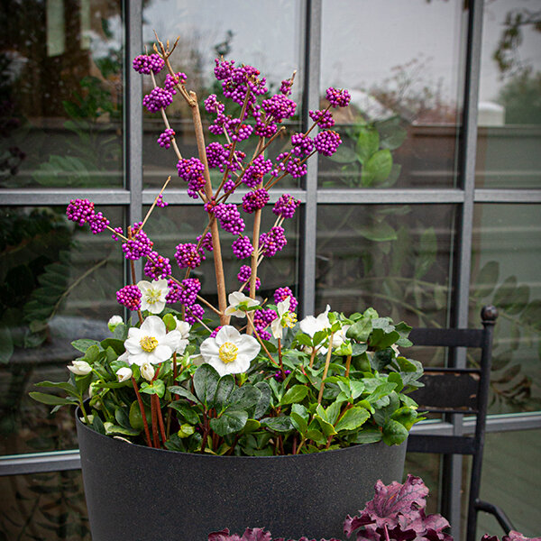 Callicarpa 'profusion' - krásnoplod k1l - 4251539 Callicarpa 'Profusion' 05