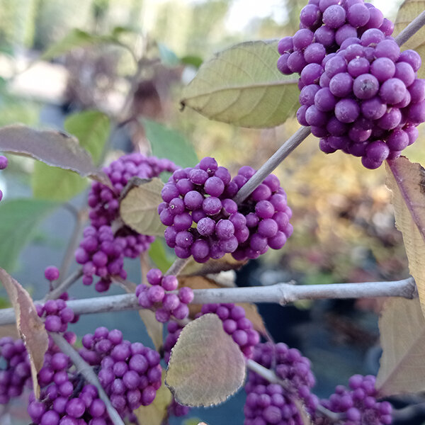 Callicarpa 'profusion' - krásnoplod k1l - 5251539 Callicarpa 'Profusion' 03