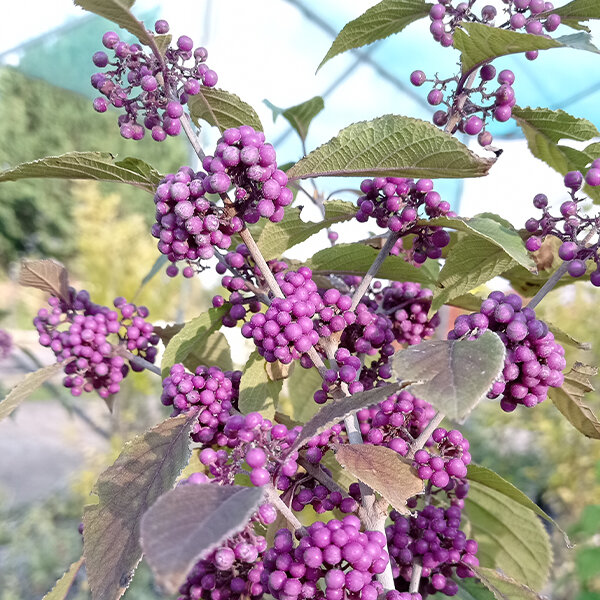 Callicarpa 'profusion' - krásnoplod k1l - 5251539 Callicarpa 'Profusion' 04