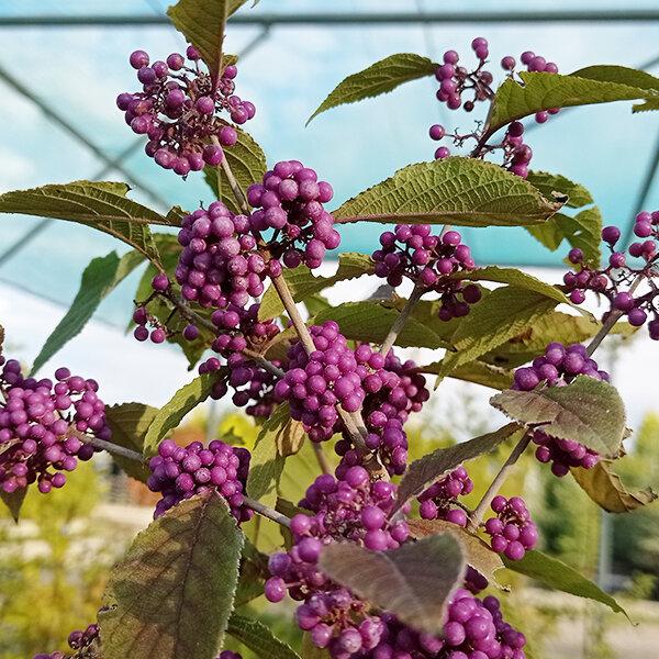 Callicarpa 'profusion' - krásnoplod k1l - 5251539 Callicarpa 'Profusion' 05
