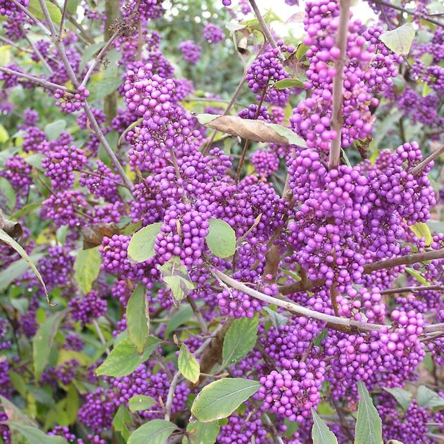 Callicarpa 'profusion' - krásnoplod k1l - 5251539 Callicarpa 'Profusion' 06