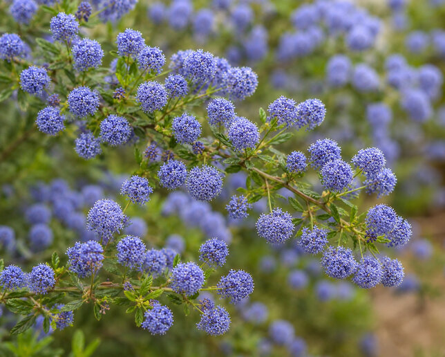 Ceanothus 'blue diamond' - ceanot k2l - Ceanothus 'Blue Diamond'