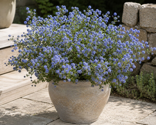 Ceanothus 'blue diamond' - ceanot k2l - Ceanothus 'Blue Diamond' 1