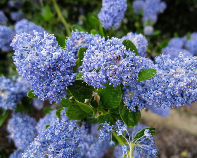 Ceanothus 'victoria' - ceanot k2l - Ceanothus 'Victoria' - ceanot K2L