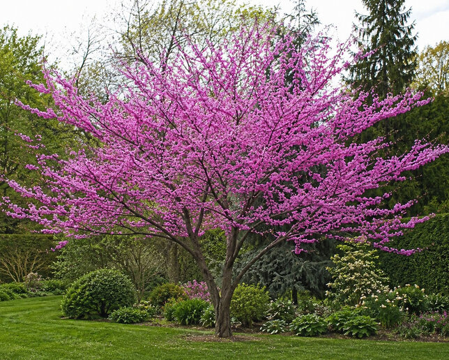 Cercis canadensis - judášovec k1l - Cercis canadensis 