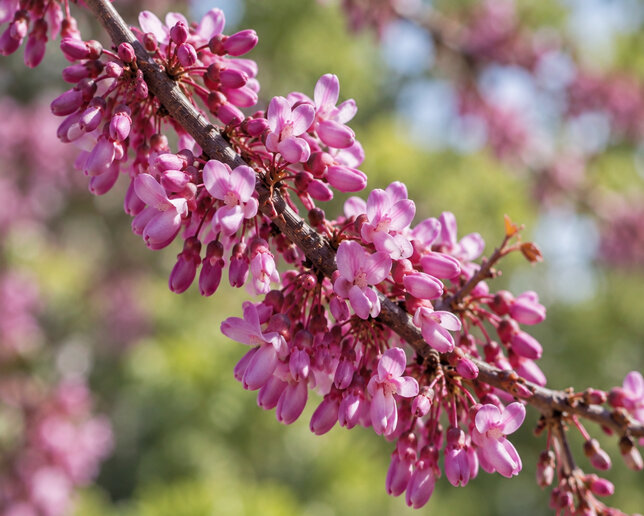 Cercis 'merlot' - judášovec k4l - Cercis 'Merlot' 1