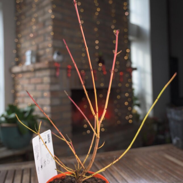 Cornus 'midwinter fire' - drieň k1l - 9254903 Cornus 'Midwinter Fire' 01