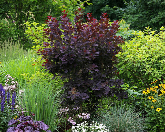 Cotinus 'royal purple' - škumpa k1l - Cotinus 'Royal Purple'