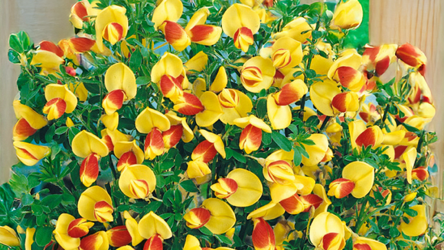 Cytisus 'firefly' - zanoväť k1l - Cytisus 'Firefly' 1