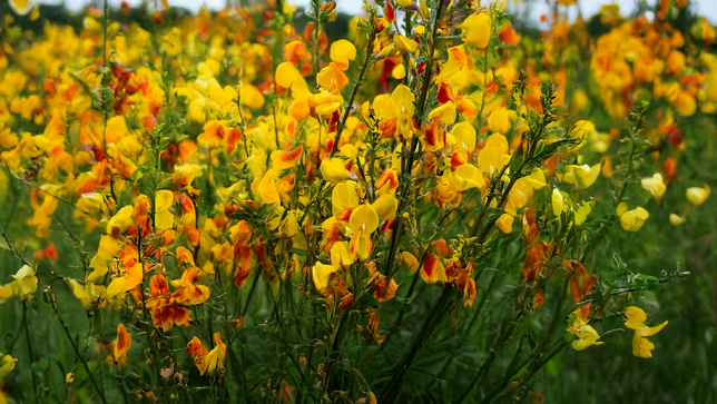 Cytisus 'firefly' - zanoväť k1l - Cytisus 'Firefly' 2