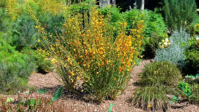 Cytisus 'firefly' - zanoväť k1l - Cytisus 'Firefly' 3
