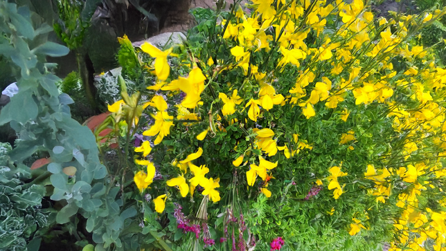 Cytisus 'vanesse' - zanoväť k1l - Cytisus 'Vanesse' 1