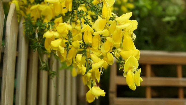 Cytisus 'vanesse' - zanoväť k1l - Cytisus 'Vanesse' 2