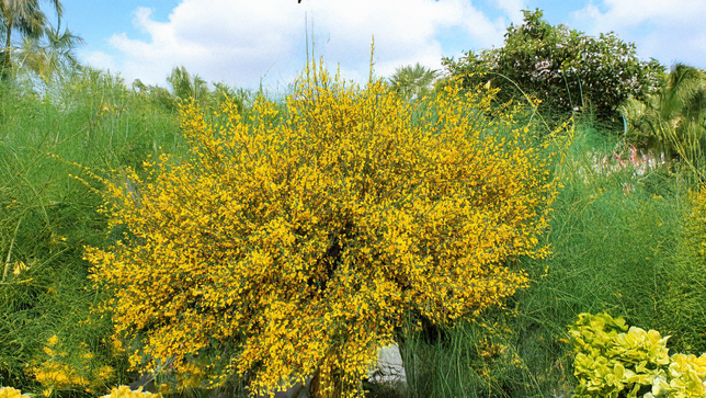 Cytisus 'vanesse' - zanoväť k1l - Cytisus 'Vanesse' 3