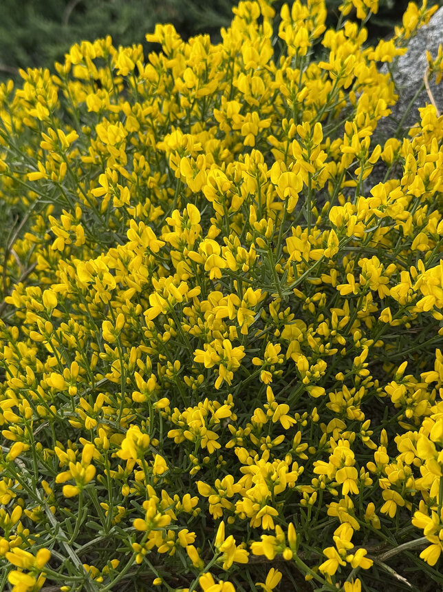 Genista lydia - kručinka - 3252521 Genista lydia 01