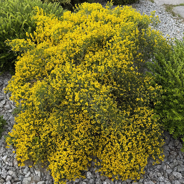 Genista lydia - kručinka - 3252521 Genista lydia 02