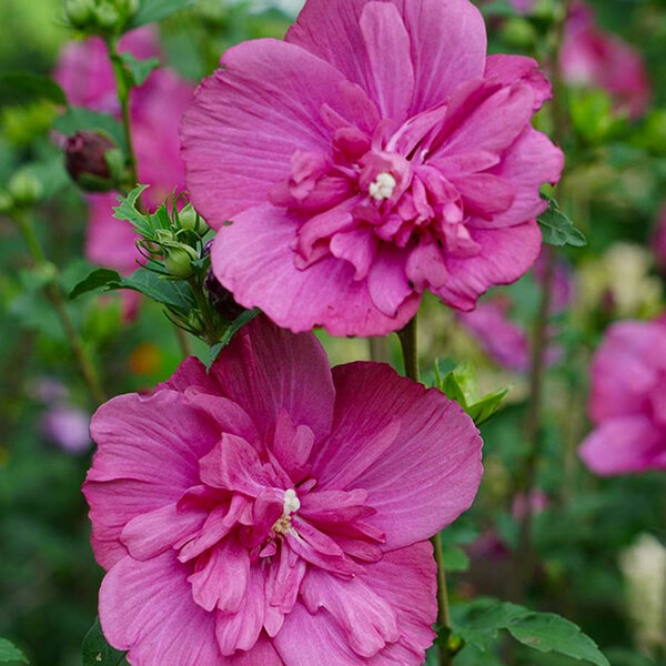 Hibiscus 'magenta chiffon' - ibištek - 3252523 Hibiscus 'Magenta Chiffon' 01