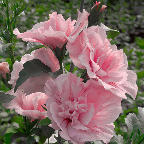 Hibiscus 'pink chiffon' - ibištek - 3252522 Hibiscus 'Pink Chiffon' 02