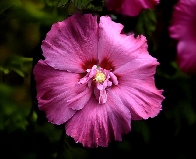 Hibiscus 'walberton lunar rhapsody' - ibištek - Hibiscus 'Walberton Lunar Rhapsody' - ibištek 1