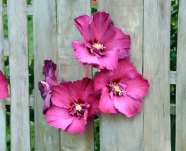 Hibiscus 'walberton lunar rhapsody' - ibištek - Hibiscus 'Walberton Lunar Rhapsody' - ibištek 2