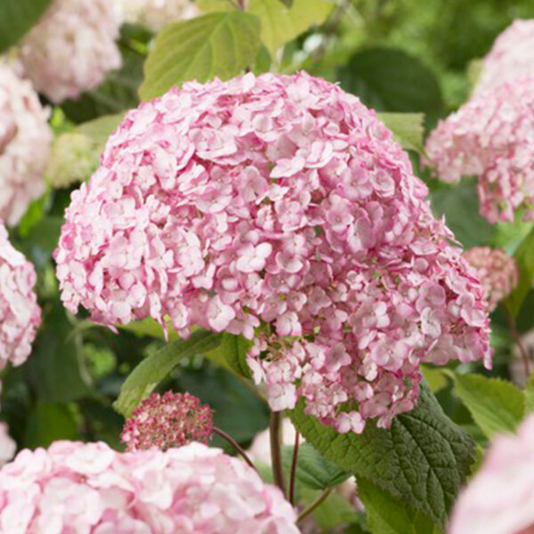 Hydrangea 'candybelle bubblegum' - hortenzia - 82402024 Hydrangea arborescens 'Candybelle Bubblegum' 02