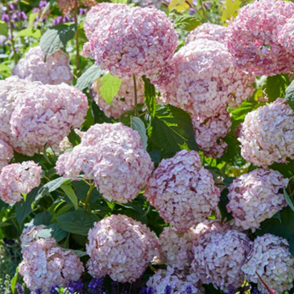 Hydrangea 'candybelle bubblegum' - hortenzia - 82402024 Hydrangea arborescens 'Candybelle Bubblegum' 03