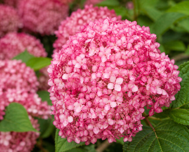Hydrangea 'candybelle sorbet' - hortenzia - Hydrangea 'Candybelle Sorbet' 