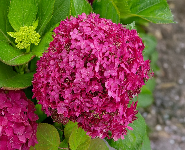 Hydrangea 'candybelle winegum' - hortenzia - Hydrangea 'Candybelle Winegum' - hortenzia 1