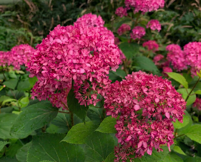 Hydrangea 'candybelle winegum' - hortenzia - Hydrangea 'Candybelle Winegum' 