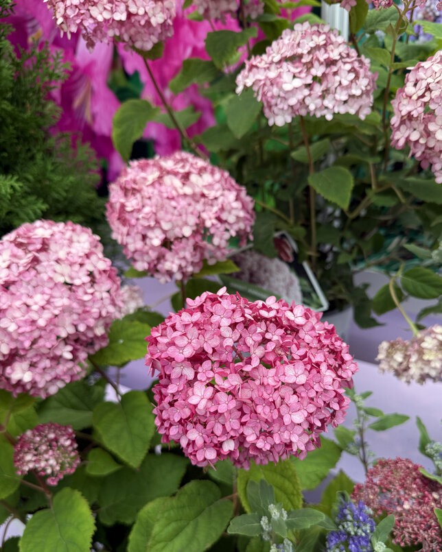 Hydrangea 'candybelle winegum' - hortenzia - Hydrangea 'Candybelle Winegum' 1 