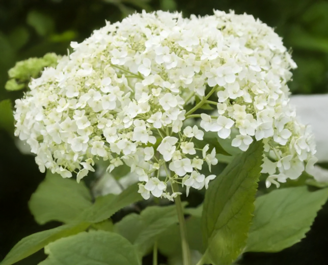 Hydrangea 'flowerwow' - hortenzia - Hydrangea 'FlowerWOW' - hortenzia 1