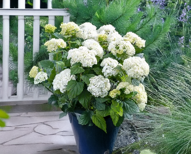 Hydrangea 'flowerwow' - hortenzia - Hydrangea 'FlowerWOW' - hortenzia 2