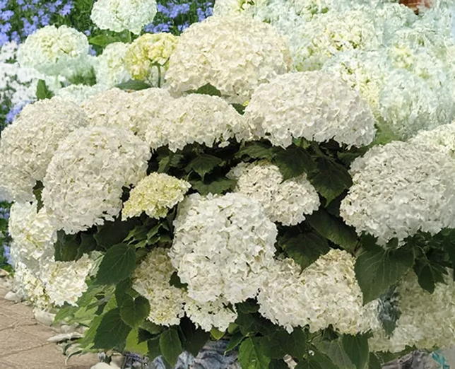 Hydrangea 'flowerwow' - hortenzia - Hydrangea 'FlowerWOW' - hortenzia 3