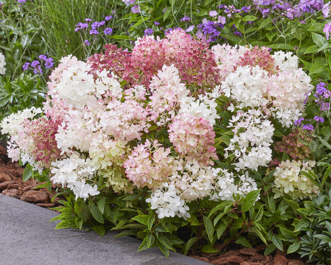 Hydrangea 'groundbreaker blush' - hortenzia k1,5l - Hydrangea 'Groundbreaker Blush'