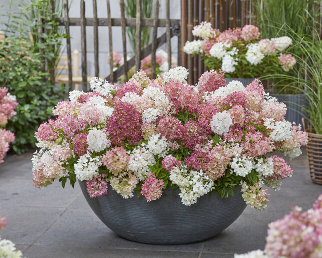 Hydrangea 'groundbreaker blush' - hortenzia k1,5l - Hydrangea 'Groundbreaker Blush' 1