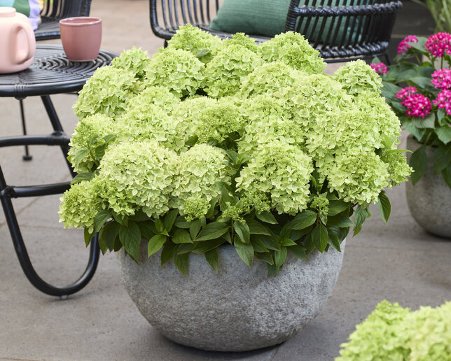 Hydrangea 'groundbreaker gre' - hortenzia k1,5l (kópia) - Hydrangea 'Groundbreaker Greeny'