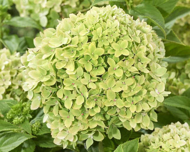 Hydrangea 'groundbreaker gre' - hortenzia k1,5l (kópia) - Hydrangea 'Groundbreaker Greeny' 1