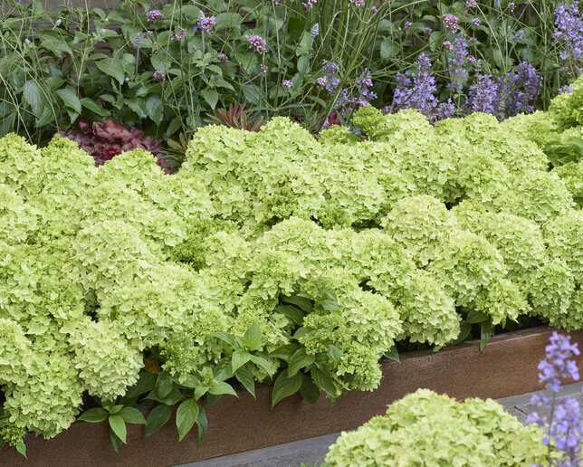 Hydrangea 'groundbreaker gre' - hortenzia k1,5l (kópia) - Hydrangea 'Groundbreaker Greeny' 2
