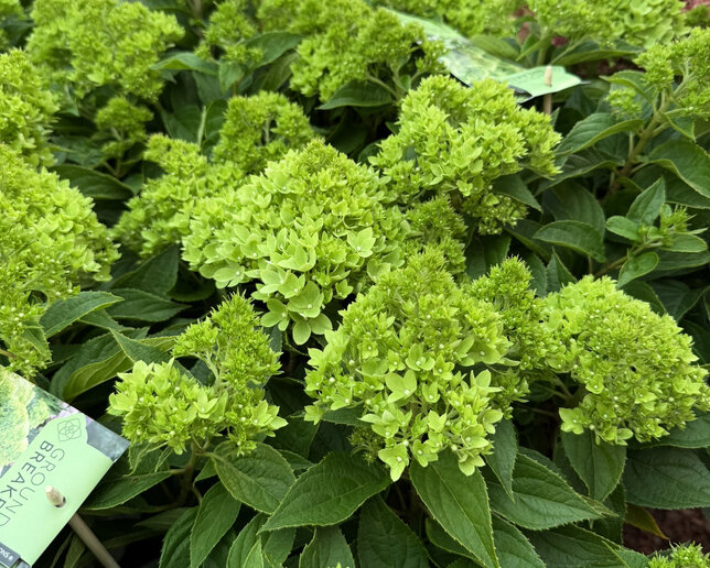 Hydrangea 'groundbreaker gre' - hortenzia k1,5l (kópia) - Hydrangea 'Groundbreaker Greeny' 3