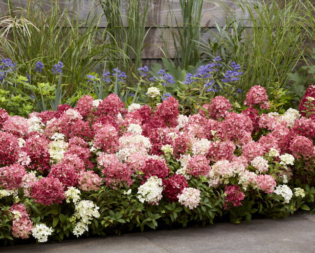 Hydrangea 'groundbreaker ruby' - hortenzia k1,5l (kópia) - Hydrangea 'Groundbreaker Ruby'