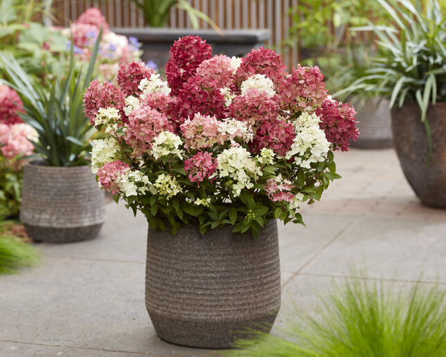 Hydrangea 'groundbreaker ruby' - hortenzia k1,5l (kópia) - Hydrangea groundbreaker ruby 1