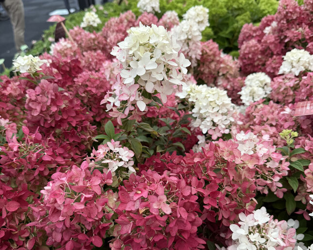 Hydrangea 'groundbreaker ruby' - hortenzia k1,5l (kópia) - Hydrangea 'Groundbreaker Ruby'  2