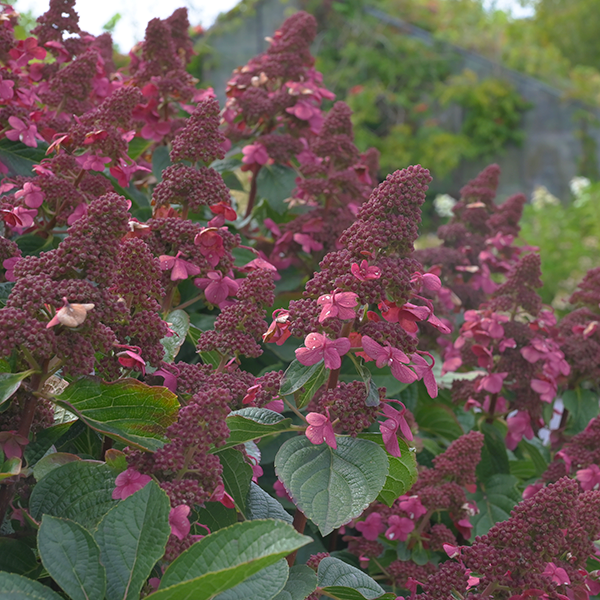 Hydrangea 'living infinity'® - hortenzia - 9254855 Hydrangea ‘Living Infinity' 01