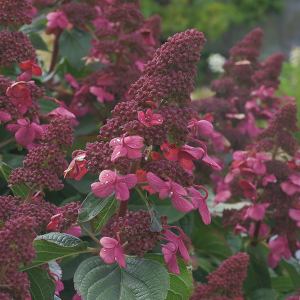 Hydrangea 'living infinity'® - hortenzia - 9254855 Hydrangea ‘Living Infinity' 04