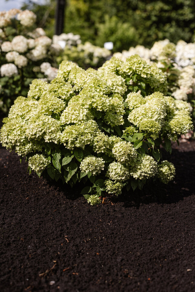 Hydrangea 'living little apple'® - hortenzia - 1826-2-02
