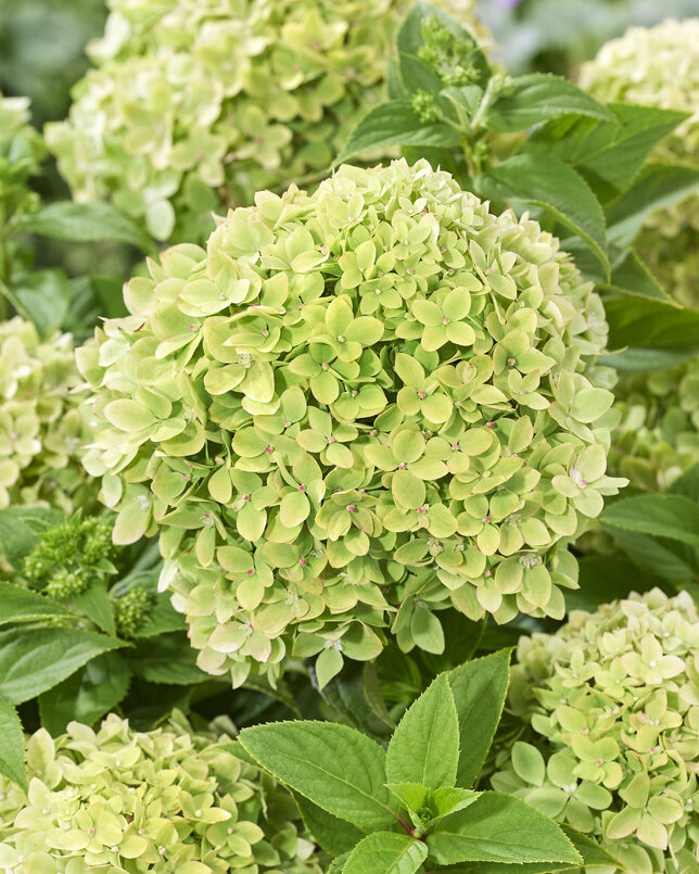 Hydrangea 'living little apple'® - hortenzia - visi216254