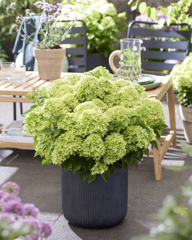 Hydrangea 'living little apple'® - hortenzia - visi216256