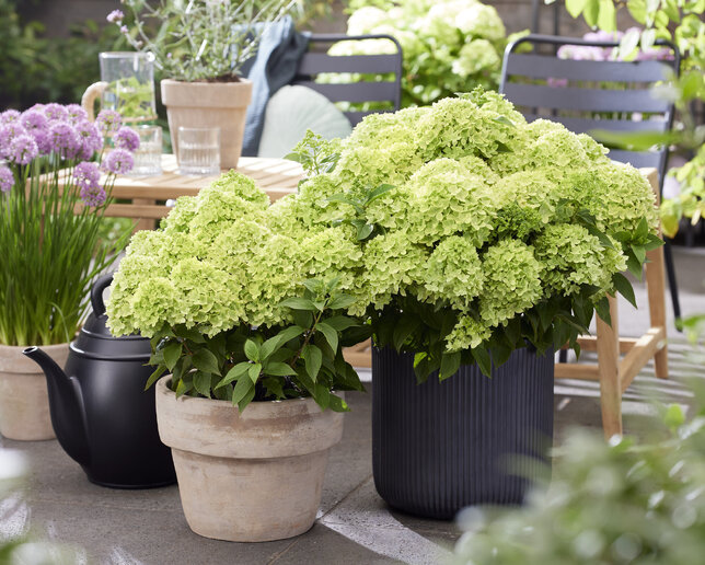 Hydrangea 'living little apple'® - hortenzia - visi216260